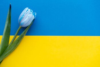 Ukraineflagge mit weißer Tulpe