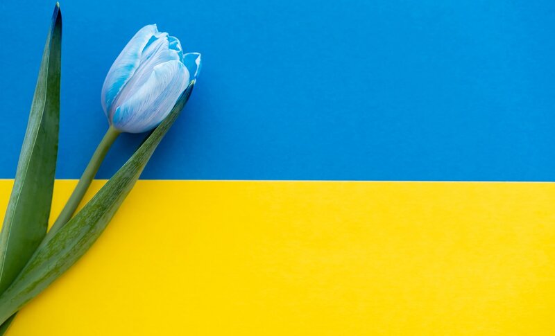 Ukraineflagge mit weißer Tulpe